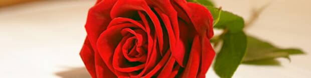 GL Roses has the finest wedding flowers in Massachusetts (MA) at wholesale prices.