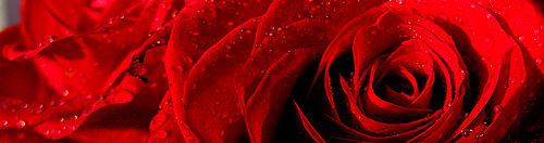 GL Roses' mission is to be the preferred florists in Worcester Massachusetts.