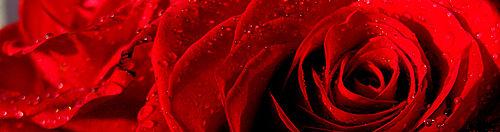 Grafton, Ma Florists